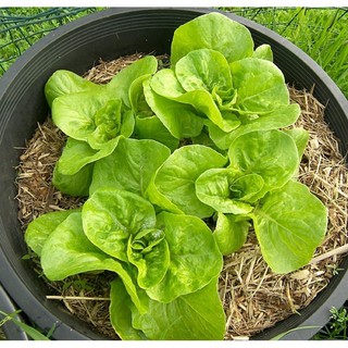 เมล็ดพันธุ์ ผักสลัดบิบ (Bibb Lettuce Seed) =100เมล็ด