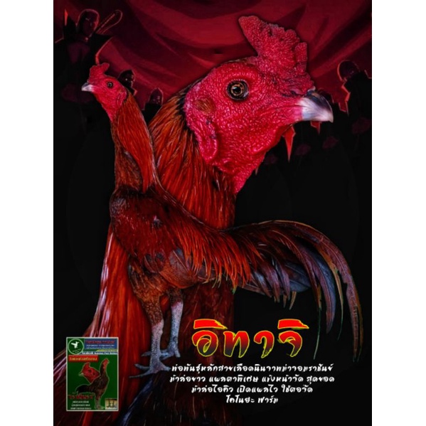 ไข่เชื้อไก่ชนสายเลือดนินจาพม่าจอมราชันย์VIPรับประกันของแท้ % ราคานี้เฉพาะช่วงนี้เท่านั้น