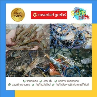 ยีสต์ ไบโอยีสต์ 1กก. ยีสต์หมักรำ กากมัน ยีสต์หมักเสริมโปรไบโอติก ขยายลำไส้ ป้องกันท้องเสีย ท้องร่วง โตดี