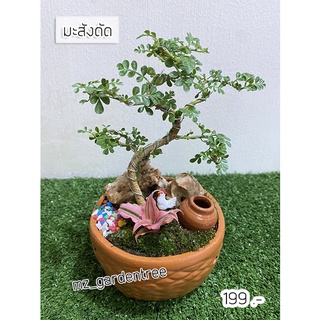 [[ต้นไม้จริง]]🌿🌿สวนถาด มะสังดัด🌿🌿**ต้นไม้คัดฟอร์มสวยทุกต้น**