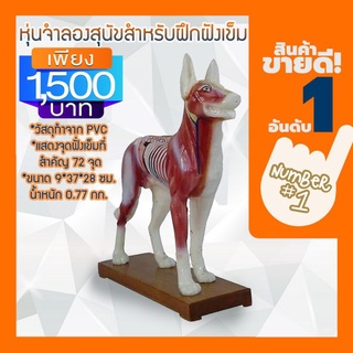 Anatomy model: NK- 601 หุ่นจำลองสุนัขสำหรับฝึกฝังเข็ม