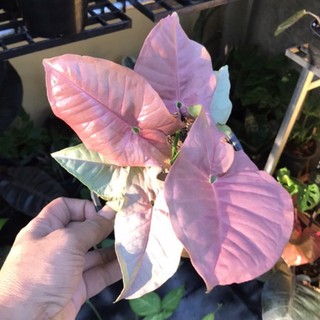 ออมชมพู Pink Syngonium สวยๆ , ไซส์ใหญ่