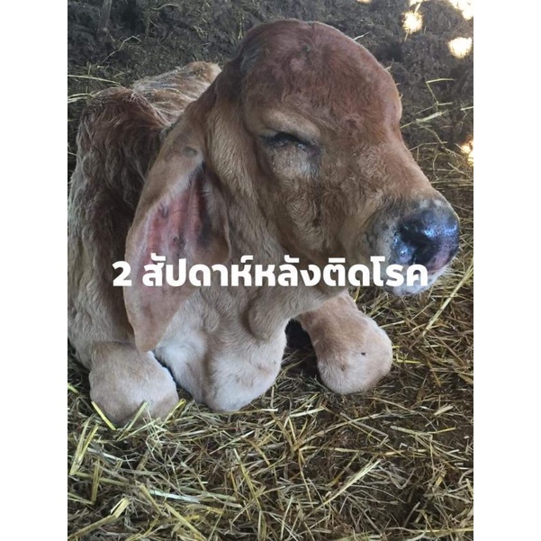 วัคซีนลัมปีสกิน วัคซีนป้องกันโรคลัมปีสกิน วัคซีนวัวควาย Lumpyvax 25 ตัว ...