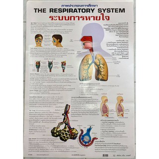 โปสเตอร์เรื่องระบบการหายใจ โปสเตอร์ภาพประกอบการศึกษา  โปสเตอร์การเรียนรู้ โปสเตอร์กระดาษ No.9478