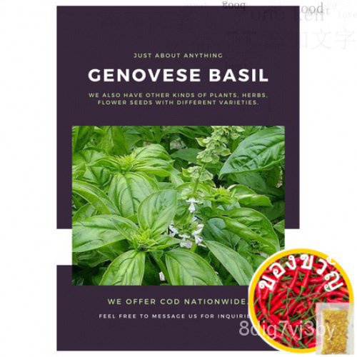 Genovese BASIL Seeds for Planting (20 seeds) HERBแอปเปิ้ล/พาสต้า/ผักกาดหอม/หมวก/ผู้ชาย/กุหลาบ/มะละกอ/ผักชี/เมล็ด/สวน/ HE