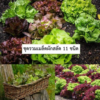 🌱ชุดรวมเมล็ดผักสลัดยอดนิยม 11 ชนิด🌱