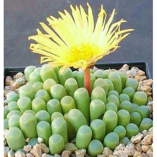 50 เมล็ดพันธุ์ เมล็ด ซักคิวเลนต์ หรือ ไม้อวบน้ำ กระบองเพชร เฟเนสตราเรีย (Fenestraria) Succulent seeds อัตราการงอก 80-85%