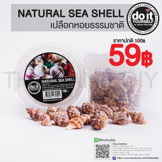 🐚✨NATURAL SEA SHELL -  เปลือกหอยธรรมชาติ 06 ✨🐚