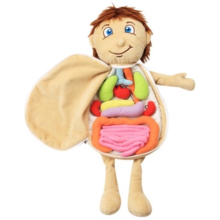 NEW 3D Organ Toy Set For Human Organ Recognition Anatomy Toy Early Educational Organ Plush Toys For Kids