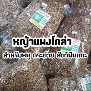 หญ้าแพงโกล่า สำหรับหนู กระต่าย สัตว์ฟันแทะ