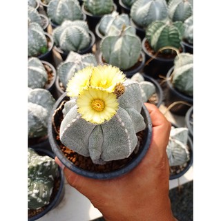 เมล็ดแอสโตรไฟตัม มายริโอสติกม่า มิกซ์ 20 เมล็ด (Astrophytum myriostigma) คัดตัวสวยขั้นเทพ