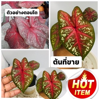 บอนสี ลูกขุนแผน ตับขุนช้างขุนแผน🔥🪴🔥ส่งต้นในภาพ