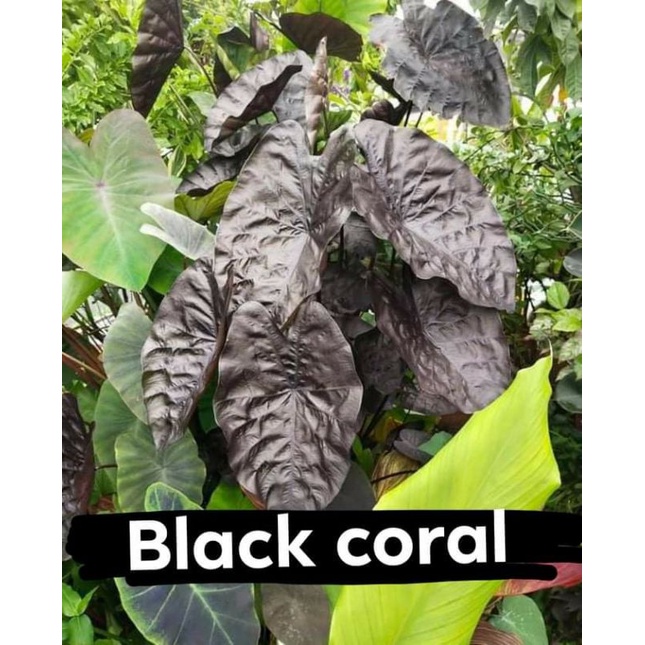 พร้อมส่งทั้งกระถาง บอนดำ แบลคโครอล โคโรคาเซีย Colocasia Black coral / Black ripple ใบดำ