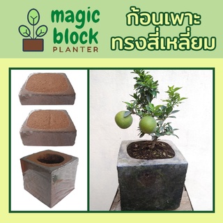 Magicblock ก้อนเพาะปลูกมหัศจรรย์ทรงเหลี่ยม ขนาด 30*30 cm