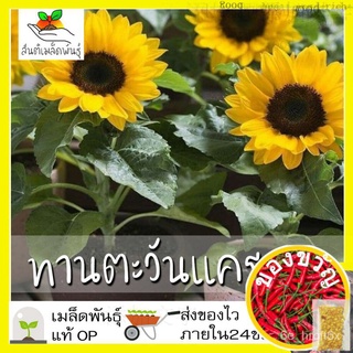 เมล็ดพันธุ์ ทานตะวันแคระ 10 เมล็ด Big Smile Sunflower Seed เมล็ดพันธุ์แท้100% นำเข้าจากต่างประเทศ ปลูกผัก สวนครัว ราคาถู