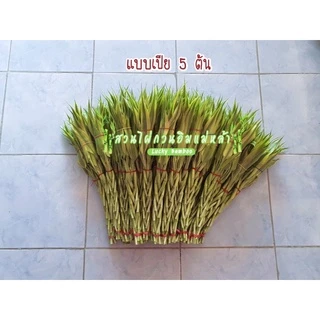 ไผ่กวนอิม “แบบเปีย” หรือ “ไม้เปีย” จำนวนต้นที่ใช้เปียเป็นเลขมงคลตามหลักฮวงจุ้ยเพื่อเป็นสิริมงคลแก่ผู้ปลูก