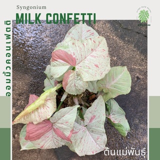 Syngonium milk confetti | ซิงโกเนียม มิ้ลค์ คอนเฟตติ