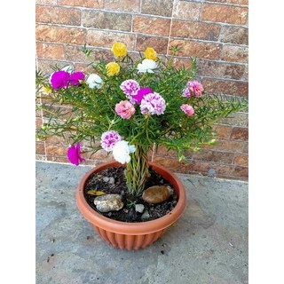 500 เมล็ด เมล็ดพันธุ์ แพรเซี่ยงไฮ้ คละสี คุณนายตื่นสาย (Rosemoss)