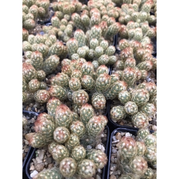 นิ้วนาคส้มแคระ จิ๋ว มินิ Mammillaria Elongata กระบองเพชร แคคตัส ไม้มงคล