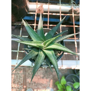 ม้าเวียน Haworthia limifolia ต้นสวยๆ