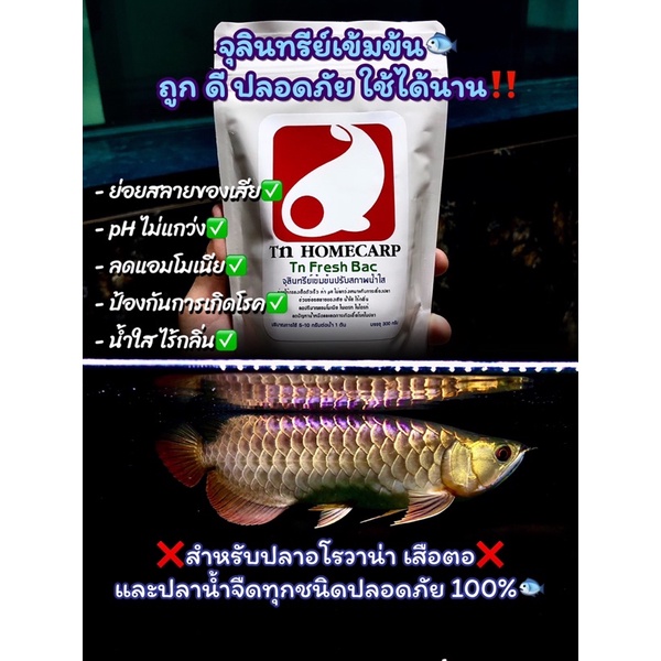 Tn Fresh Bac จุลินทรีย์ปรับสภาพน้ำใสไร้กลิ่น ย่อยของเสียตู้ปลาบ่อปลา สำหรับปลาอโรวาน่าและปลาน้ำจืดทุ