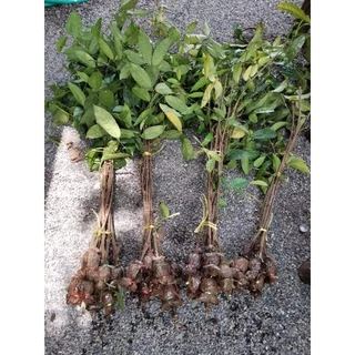 ต้นผักเหลียง1ต้นยาว70-100cm.