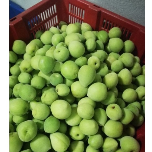 🍏 บ๊วยสดๆจากสวน 1Kg.**คละไซต์ ลูกเท่าเหรียญ 1-5 บาท**บ๊วยสดจากสวนเชียงใหม่