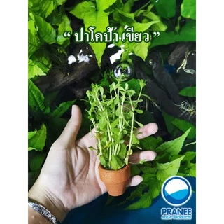 ต้นไม้น้ำคละชนิด *ซื้อ 5 กระถางแถม 2 กระถาง*รวม 7 กระถาง **กรุณาอ่านรายละเอียดก่อนสั่งซื้อแพ็คใส่เจลเย็นไปด้วย**