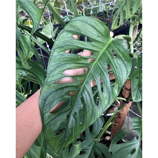 Monstera(Lechleriana)ไม้ใบสะสม💚