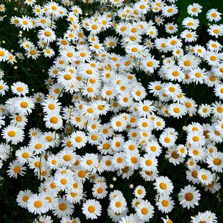 เมล็ดพันธุ์ ดอกเดซี่ สีขาว100 เมล็ด White Daisy Silver Princess Seed เมล็ดพันธุ์แท้ ปลูกง่าย ไม่กลายพันธุ์