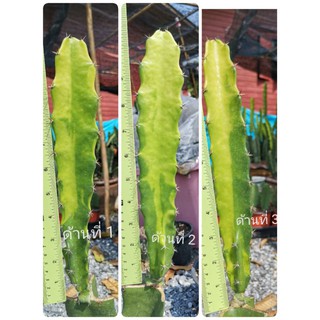 01 -​ ตอสามเหลี่ยม​ด่าง # Cactus แคคตัส กระบองเพชร ไม้อวบน้ำ ไม้กราฟ ราคาถูก ตอสามเหลี่ยม​ ตอด่าง ไม้ด่าง