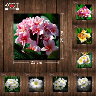 กรอบลอย ติดผนัง ภาพดอกไม้ ดอกลีลาวดี (ขนาด 25x25 ซม.)