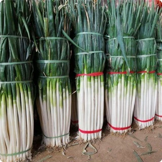 เมล็ดต้นหอมญี่ปุ่น 1,500 เมล็ด ( 4.5 - 5 กรัม ) Japanese Bunching Onion สายพันธุ์OP