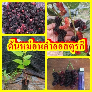 ต้นหม่อน/มัลเบอรี่ ดำออสฯตุรกี ผลใหญ่ หวาน หอม ต้นพันธุ์สูง 30-40 ซม. ปลูก 5-6 เดือนติดผล รับประกันพันธุ์แท้ 100%