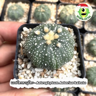 แอสโตรคาบูโตะ Astrophytum Asterias kabuto หรือ แอสโตร คาบูโตะ /// Utopia.cactus