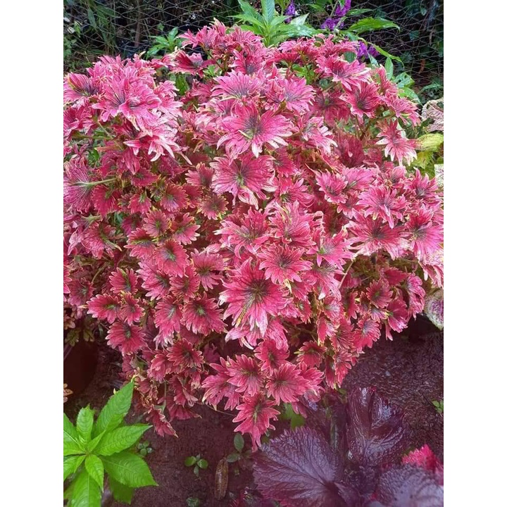 ฤาษีผสม ใบมีสีแดงคล้ายดอกไม้ สีสันสดใส มีประดับป่าไว้สวยงาม จัดส่งเป็นกิ่งติดรากค่ะ ราคาถูก Shopee Lazada