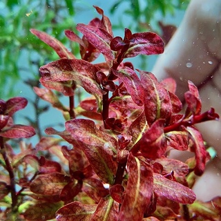 ลัดวิเจียกิเนีย ลัดวิเจียเซเนกัลเลนซิส Ludwigia senegalensis ("Guinea") ไม้น้ำ ต้นไม้น้ำ