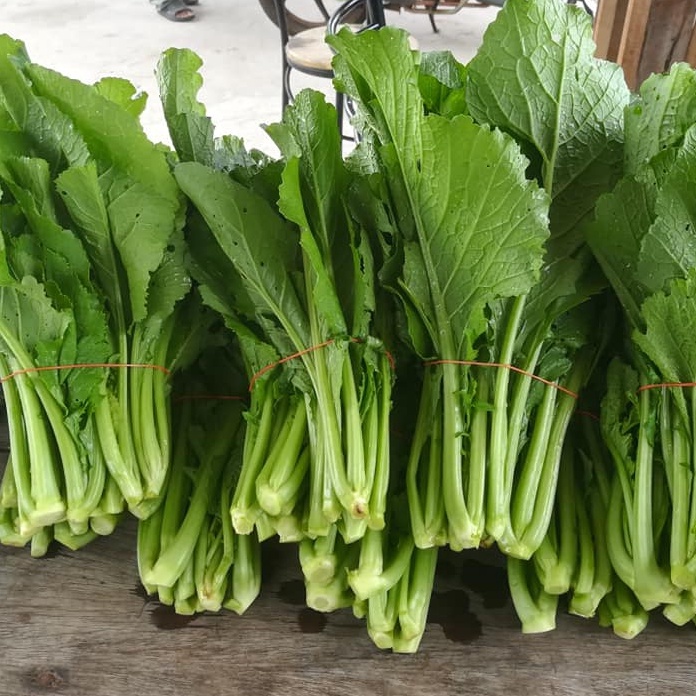 เมล็ดพันธุ์ ผักกาดเขียว ชุนฉ่าย ผักกาดเขียวกวางตุ้ง 12000 เมล็ด ตัวเลือก [10 แถม 1 คละได้ ]