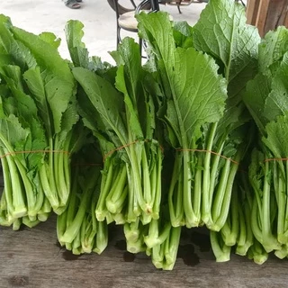 เมล็ดพันธุ์ ผักกาดเขียว ชุนฉ่าย ผักกาดเขียวกวางตุ้ง 12000 เมล็ด ตัวเลือก [10 แถม 1 คละได้ ]