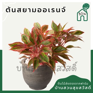 ทรัพย์สีทอง สยามออเรนจ์  กระถาง 5-6 นิ้ว