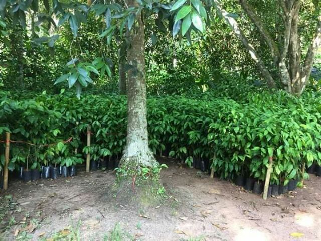 ต้นเหลียงหรือต้นเมียง เหลียงถุงชำพร้อมส่งจ้า