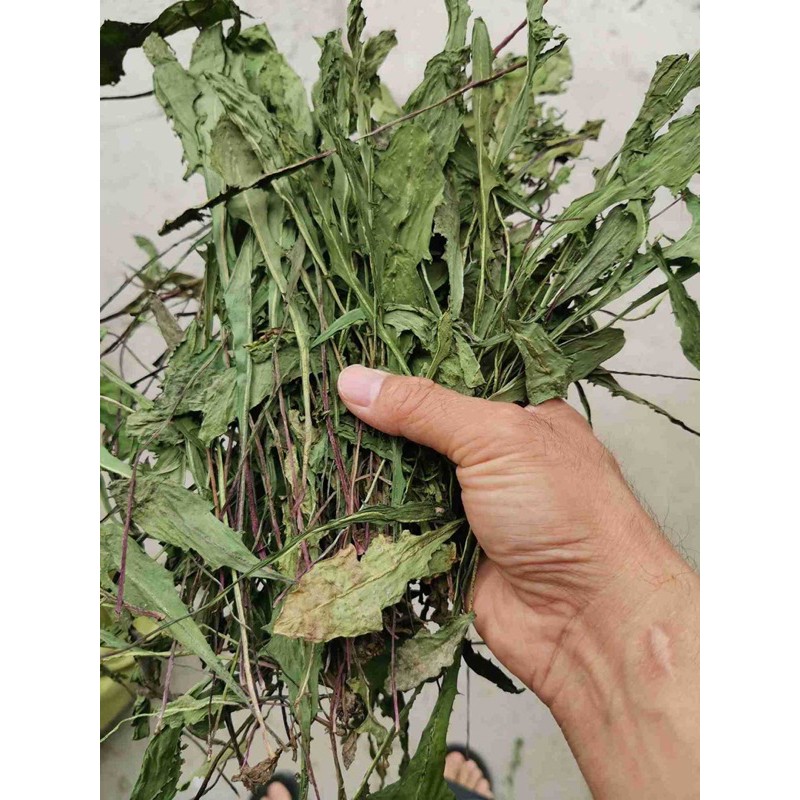ต้นแดนดิไลออน Dandelion  สำหรับสัตว์เลี้ยง