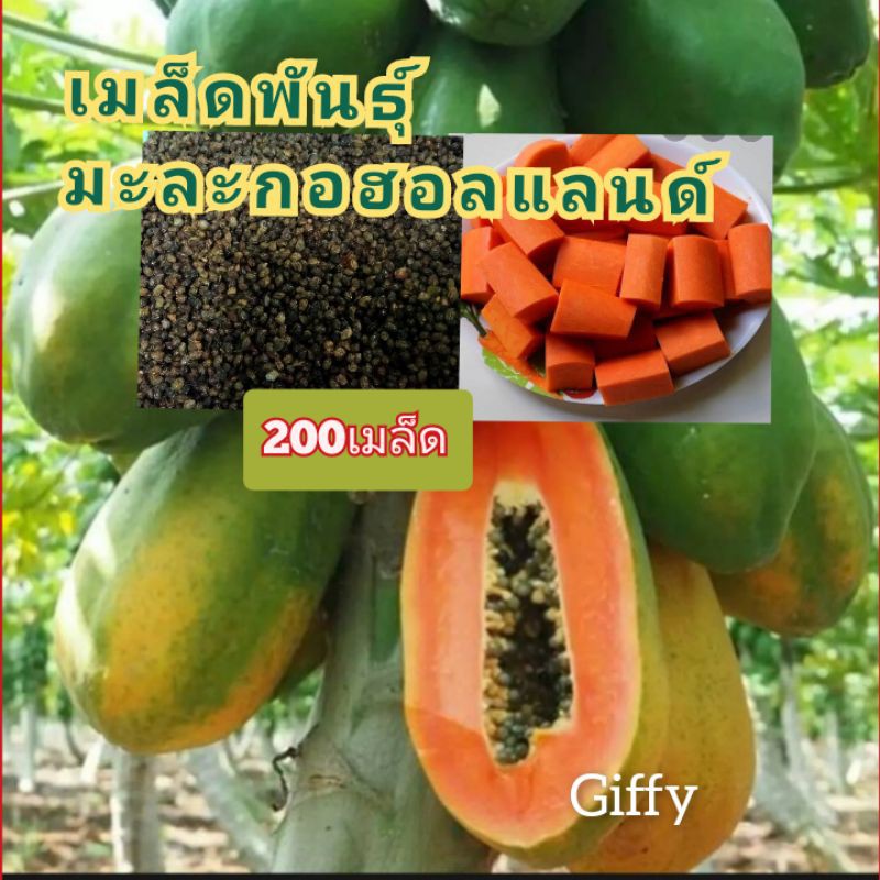 เมล็ดพันธุ์  (มะละกอฮอลแลนด์ )บรรจุ 200 เมล็ด ต้นเตี้ย ปลูกง่ายให้ผลผลิตดีมาก