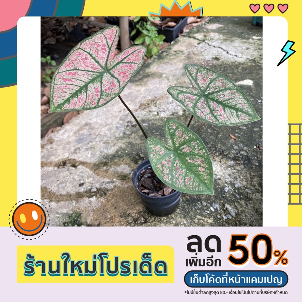 ต้นไม้บอนสี: ยอดมงกุฎ