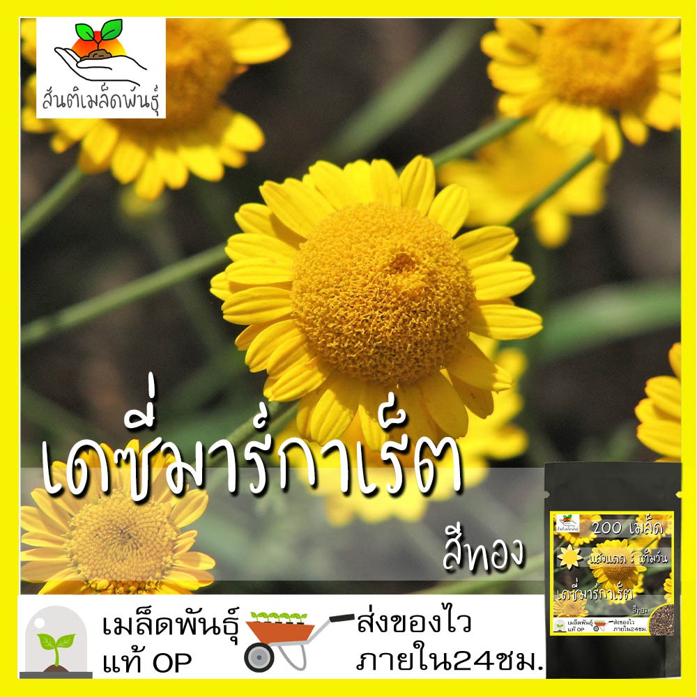 เมล็ดพันธุ์ เดซี่ มาร์กาเร็ต สีทอง 200 เมล็ด golden marguerite daisy seeds เมล็ดพันธุ์แท้ 100% นำเข้าจากต่างประเทศ ขายดี
