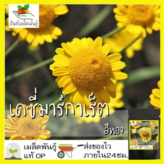 เมล็ดพันธุ์ เดซี่ มาร์กาเร็ต สีทอง 200 เมล็ด golden marguerite daisy seeds เมล็ดพันธุ์แท้ 100% นำเข้าจากต่างประเทศ ขายดี