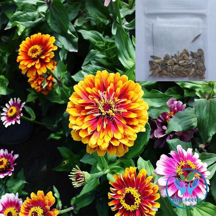 เมล็ดพันธุ์ บานชื่นแฟนซี / บานชื่นตุรกี คละสี 0.5 กรัม ( 50+ เมล็ด)  Mazurka & Macarena  Zinnia Mix