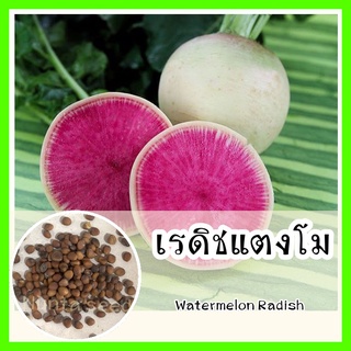 พร้อมส่ง ❗ รหัส 139 เมล็ดพันธุ์แท้ OP แท้   เรดิชแตงโม - Watermelon Radish หัวไช้เท้า แรดิช เรดิช เมล็ดพืช เมล็ดผัก