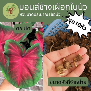 [ใช้โค้ดส่งฟรีได้!!] หัวบอนสีช้างเผือกใบบัว [ชุด10หัว] หัวขนาดเล็ก คัดหัวเน่าทิ้งแล้ว จัดส่งแบบแห้งๆสะอาดหัวไม่เน่า