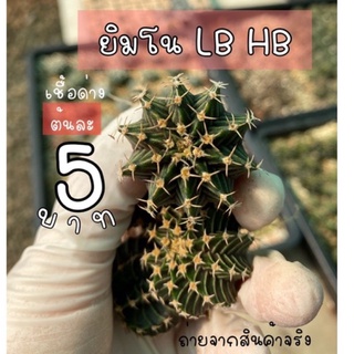 พร้อมส่ง🌵เชื้อด่าง ยิมโน LB HB (Gymno Hybrid) กระบองเพชรราคาถูก 🔥5 บาท🔥  แคคตัส ยิมโนไม้เมล็ด